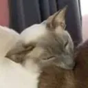 cat1