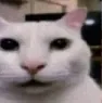 catstunned