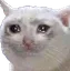 CatSadCrying1 Discord Emoji