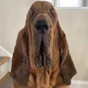 ong