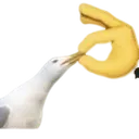 shut
