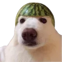melonboye
