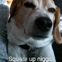 A beagle dog looking at the camera with a squinted, skeptical expression and the text Square up below it.