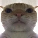 gataolindo