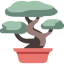 bonsai