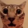 elgatoshook