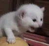 cls_cat_scream