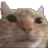 MS_catstare Discord Emoji