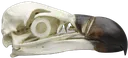 vultureskull