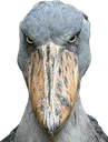 shoebill