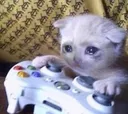 xboxcry