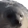 SealLeave SealLeave