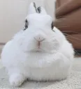Bunny Bunny