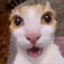 Y_shockedcat