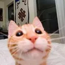 stare