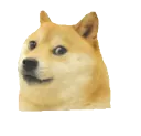 hDogewithit