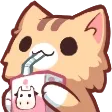 catsip