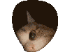 Cathole Discord Emoji