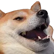 dodgelaugh dodgelaugh
