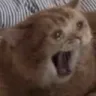 NOOOOOOOOOOOO