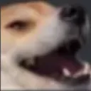 Cutedog Cutedog