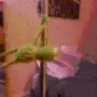 KermitPoleDance