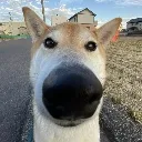 sdoot