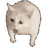 CatGagMG Discord Emoji