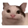 cat Discord Emoji