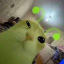 ZERG