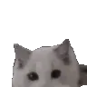 cutiebop cutiebop