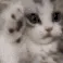 cat_cute cat_cute