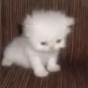 Shocked