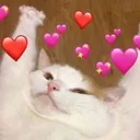 catlove Discord Emoji