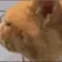 huh_rev