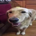 butterdog