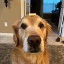 butterdog2