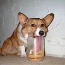 buttercorgi
