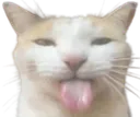 sillycat