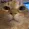cat_wuh