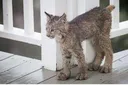 baldcat