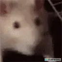 ratJAM