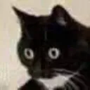 CatTraumatiza Discord Emoji