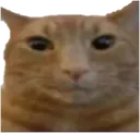 gatuto