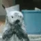 otterclap