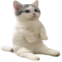 cat_spadesittingverycomfortable