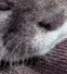 Otter_zoom