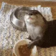 Otter_Wrapit