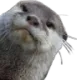 Otter_peek Otter_peek