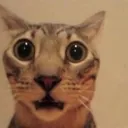 Cat Shock cat_shock Discord Emoji